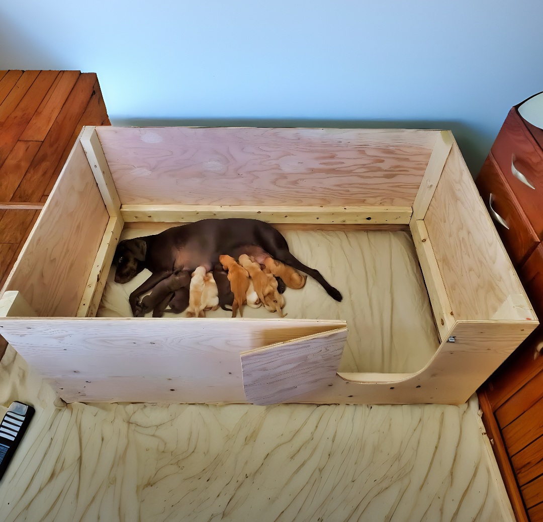 Homemade dog box ideas best sale